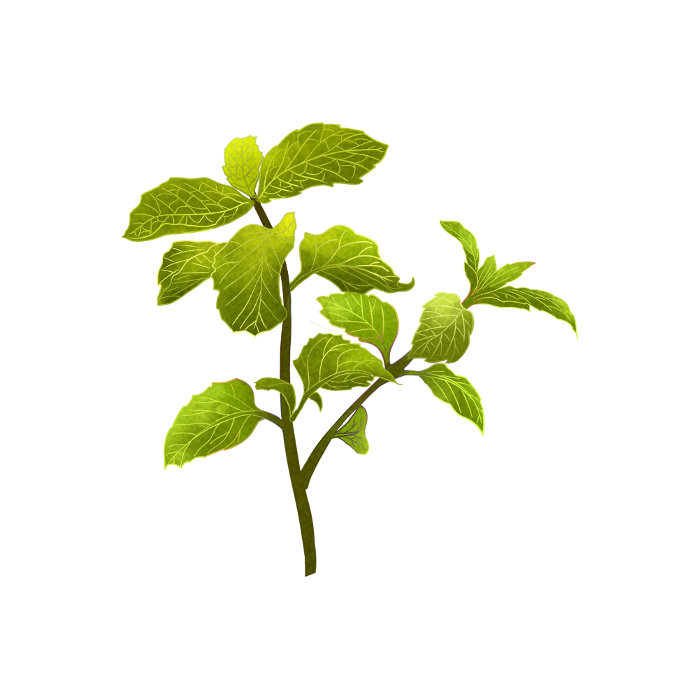 Herbal Extract