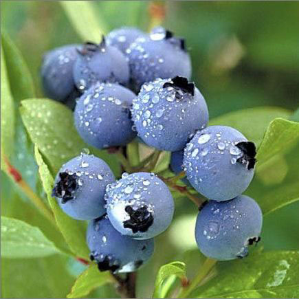 Bilberry Extract