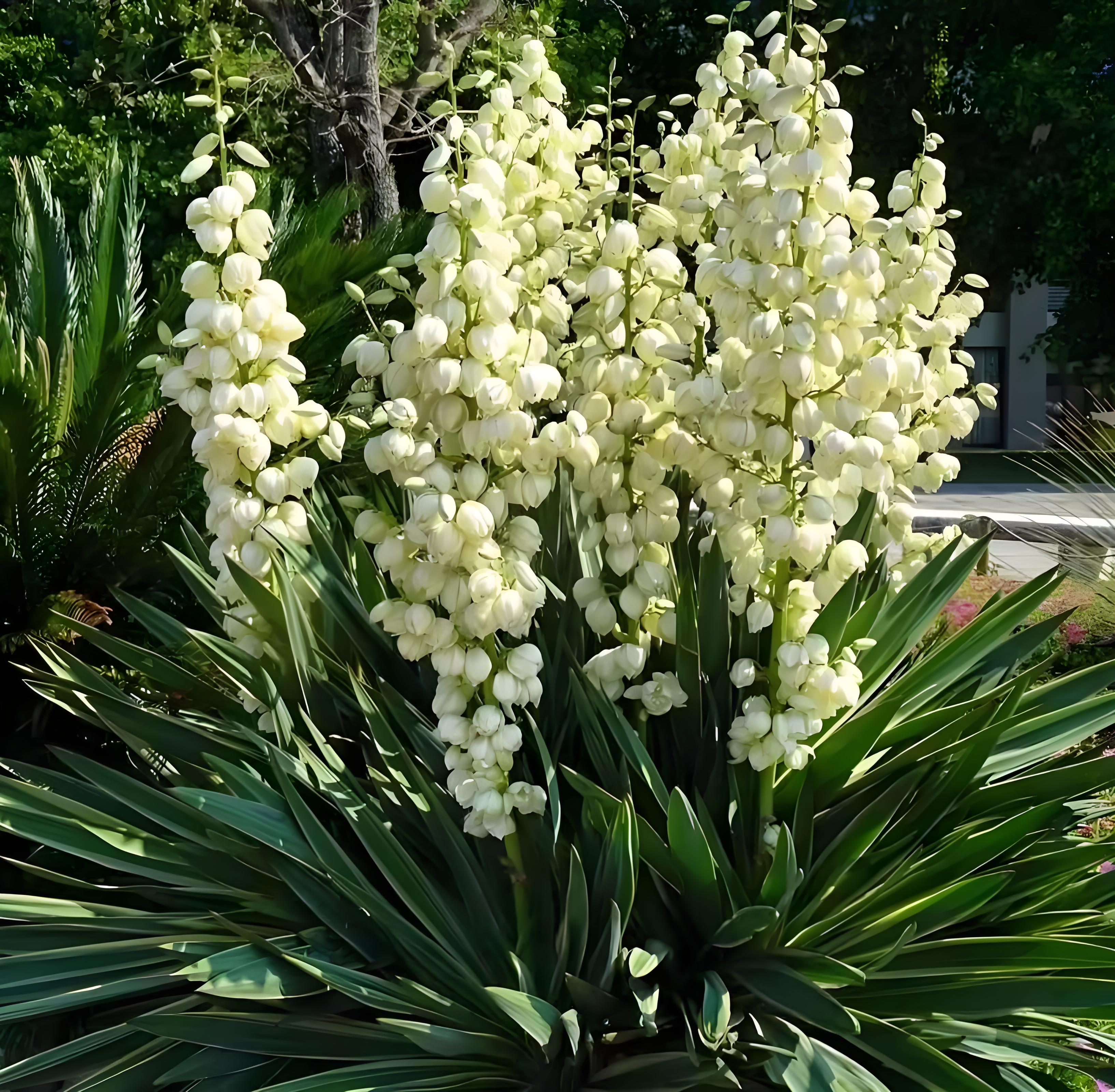 Yucca Extract