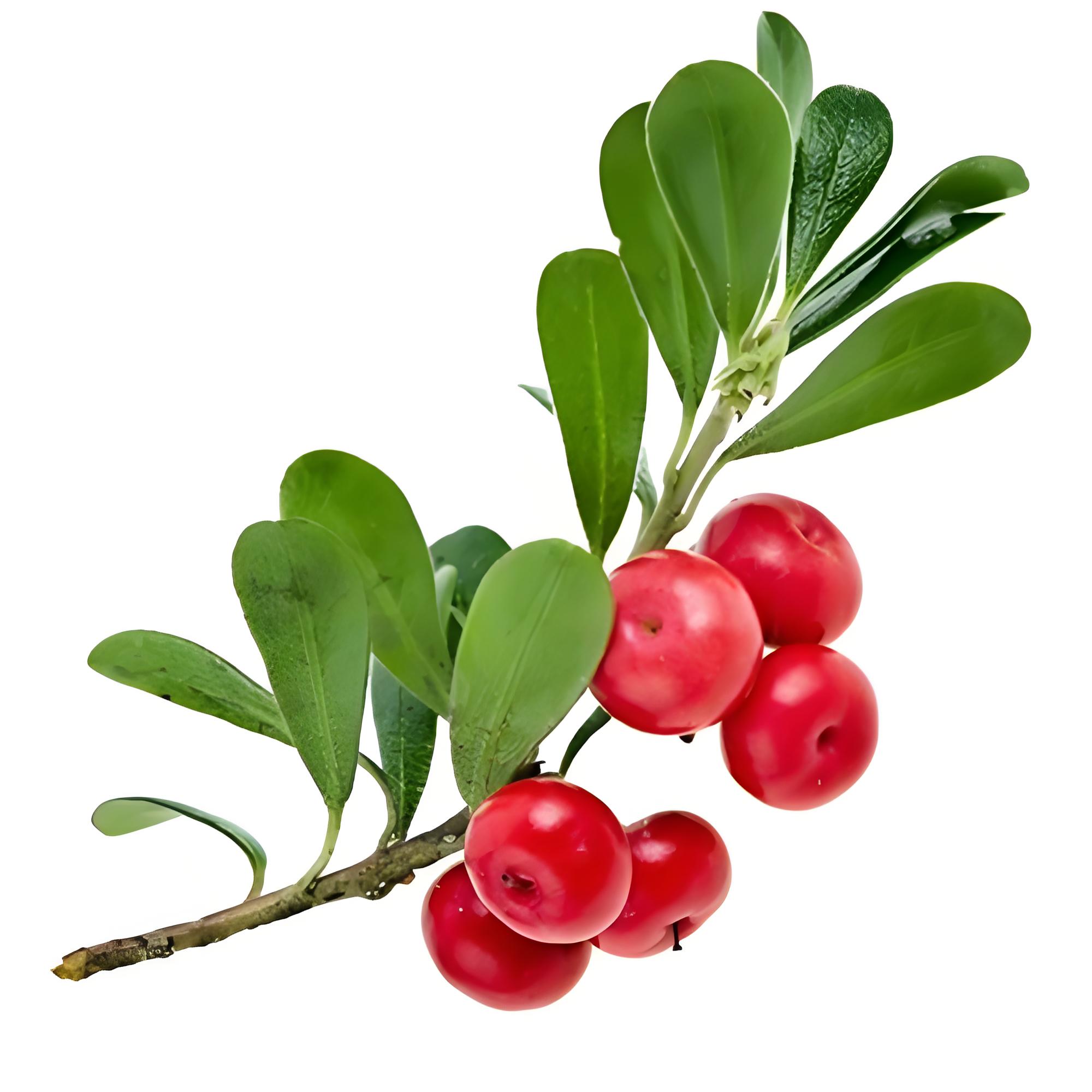 Uva Ursi Extract